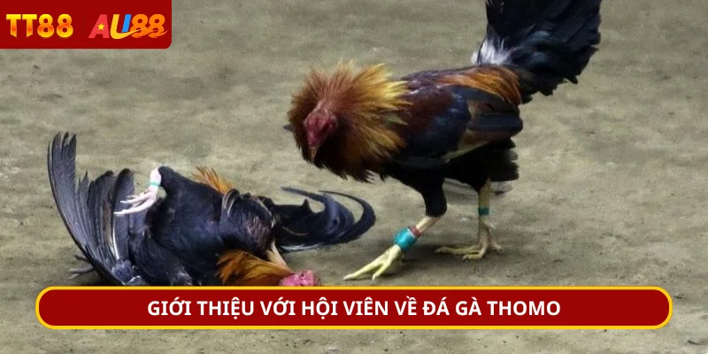 Giới thiệu với hội viên về đá gà Thomo